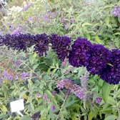 Buddleja davidii 'Black Knight' - Vlinderstruik 40-60 cm in pot