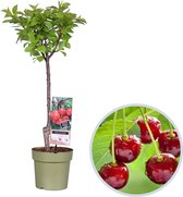 Kersenboom - Prunus avium Stella - planten - zelfbestuivend - winterhard - hoogte 70-90 cm