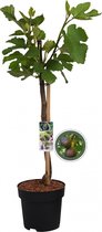 Vijgenboom op stam - Ficus Carica - 85 cm