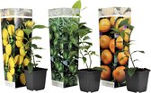 Plant in a Box -Mix van 3 Citrus fruitboompjes - Pot ⌀9 cm - Hoogte ↕ 25-40cm - Citrus Calamondin - Citrus Lime - Citrus Limon - Citrusboompjes