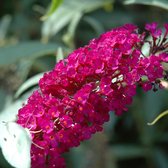 Buddleja Vlinderstruik Royal Red - Rood, Meerjarig en Winterhard | 1.5 liter pot