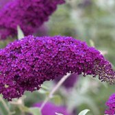 Buddleja Vlinderstruik Pink Delight - Roze, Meerjarig en Winterhard | 1.5 liter pot