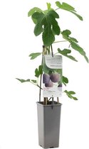 Vijgenboom - Ficus carica 'Brown Turkey (2L)