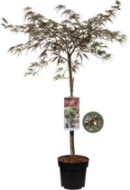 Japanse Esdoorn Rood op stam - Acer Palmatum 'Inabe-Shidare' - 85cm
