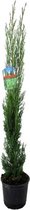 Plant in a Box – Toscaanse Cipres 'Totem' – Cupressus Totem - Pot ⌀ 19cm - Hoogte ↕ 70-80cm