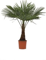 Koopgids: Dit zijn de beste palmbomen