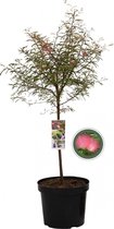 Surinaamse poederkwast - Calliandra Surinamensis - 85 cm