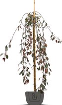 Katjeswilg | Salix caprea Kilmarnock | Stamomtrek: 6-8 cm | Stamhoogte: 120 cm