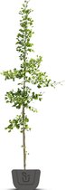 Japanse notenboom | Ginkgo biloba Menhir | Spil: 125-150 cm hoog