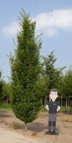 Zuil haagbeuk laagstam volgroeid Carpinus betulus Fastigiata Stamomtrek 20-25 cm Stamhoogte 20-40 cm Totaalhoogte 500-700 cm