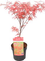 Plant in a Box - Acer 'Amagi Shigure' - Pot ⌀13cm - Hoogte ↕40-50cm - Tuinplant - Japanse Esdoorn - Winterhard - Kuipplant