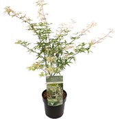 Plant in a Box - Acer palmatum 'Ukigumo' - Witte Japanse Esdoorn - Pot ⌀19cm - Hoogte ↕ 50-60cm