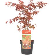Plant in a Box - Acer palmatum 'Atropurpureum' - Pot ⌀19cm - Hoogte ↕ 60-70cm - Japanse Esdoorn - Winterhard - Rood