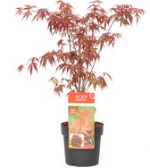 Plant in a Box - Acer palmatum 'Atropurpureum' - Pot ⌀19cm - Hoogte ↕ 60-70cm - Japanse Esdoorn - Winterhard - Rood