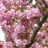 Prunus Serrulata Kanzan (Japanse Sierkers) | Hoogte 200-250 cm