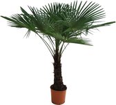 Winterharde palmboom - Waaierpalm - ±170cm hoog - 30cm diameter