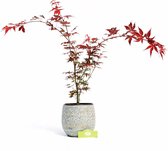 Acer palmatum ‘Atropurpureum’, rode Japanse esdoorn, 3 liter pot