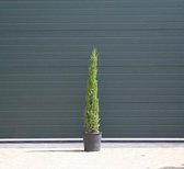 Italiaanse cipresboom - Cupressus sempr. ‘Pyramidalis' 125 - 150 cm totaalhoogte