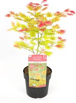 Plant in a Box - Acer palmatum 'Moonrise' - Japanse Esdoorn - Pot ⌀19cm - Hoogte ↕ 40-50cm