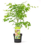Plant in a Box - Acer palmatum 'Going Green' - Pot ⌀19cm - Hoogte ↕ 60-70cm - Japanse Esdoorn - Winterhard - Groen