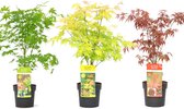 Plant in a Box - Mix van 3 Japanse Esdoorns - Pot ⌀19cm - Hoogte ↕ 60-70cm - Acer palmatum Atropurpureum, Going Green, Orange Dream