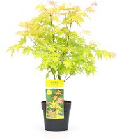Plant in a Box - Acer palmatum 'Orange Dream' - Pot ⌀19cm - Hoogte ↕ 60-70cm - Japanse Esdoorn - Winterhard - Oranje