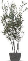 Kurkeik | Quercus Suber | Struik | Hoogte: 160-180 cm