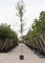 Steeneik - Quercus ilex totaalhoogte 200-250 cm stamomtrek 4-6 cm stamhoogte 160-180 cm