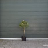 Parasolden - ‘Pinus pinea’ - 80-90 cm stamhoogte (130-150 cm totaalhoogte)