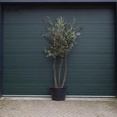 Kurkeik multistam ‘Quercus suber’  totaalhoogte 200-250 cm