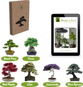 Bonsai zaden 6 soorten Incl. e-Book - Boompje in Pot - Kamerplanten - Kweekset – Cadeau Man & Vrouw - Geschenkset