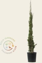 Cupressus sempervirens 'Pyramidalis' 125/150