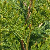 Thuja Plicata 'Atrovirens' - Levensboom 50-60 cm pot
