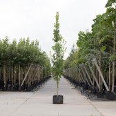 Zuil eik - ‘Quercus robur Fastigiate Koster’ 200 - 300 cm totaalhoogte (6 - 10 cm stamomtrek)