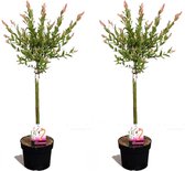 Plant in a Box - Set van 2 Salix Flamingo – bonte wilg - Pot ⌀17 cm - Hoogte ↕ 60-70cm