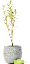 Salix gracilistyla ‘Mount Aso’®, wilg met roze katjes, 12 cm pot