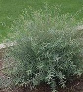 Salix purpurea 'Nana' bittere dwergwilg, purperwilg, 12 cm pot