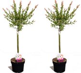 Set van 2 Salix Flamingo Bomen – Winterharde Bomen – Inclusief Kwekerspot