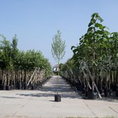 Witte wilg - ‘Salix alba’ 200 - 300 cm totaalhoogte (6 - 10 cm stamomtrek)