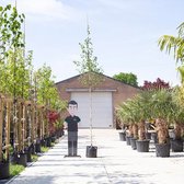 Witte himalaya berk - Betula ut. ‘jacquemontii' 200 - 300 cm totaalhoogte (6 - 10 cm stamomtrek)