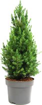 Spar - Picea glauca 'Conica' - conifeer - 90-100 cm hoog - grote potmaat Ø28cm
