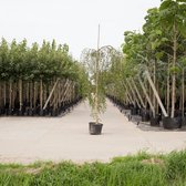Prieelberk ‘Betula pendula 'Youngii'’ stamhoogte 220 cm stamomtrek 10-14 cm totaalhoogte 240-260 cm