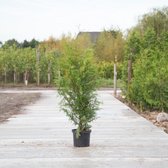 Coniferen ‘Excelsa’ - ‘Thuja plicata ‘Excelsa’’ per twee meter (5 stuks) 140 - 160 cm totaalhoogte