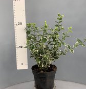 Tip: 5 Stuks Oersterke Euonymus fortunei Emerald Gaiety - Japanse Kardinaalmuts -  Ilex crenata - 20 cm hoog Haag Heg Buxus vervanger - Alternatief Hulst Bollen Lijkt op Dark Green