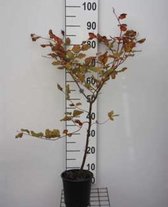 Fagus sylvatica 'Atropunicea' 40- 60 cm in pot rode beukenhaag