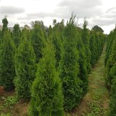 Thuja occidentalis 'Smaragd' - Westerse Levensboom Smaragd 140-160 cm c15