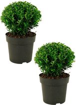 Japanse Hulst - Buxus vervanger - Ilex crenata - Luxus Globe® - 2 stuks  - ca. 22 cm hoog - Ø 19cm