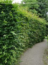 Haagbeuk Carpinus betulus 150-175 cm in Pot, 3x Haagplant