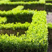 Ilex crenata ‘Green Hedge’ Japanse hulst – Buxus vervanger, 2 liter pot