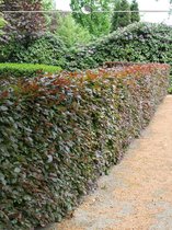 Rode Beuk Fagus sylvatica Atropunicea 60-80 cm in Pot, 7x Haagplant